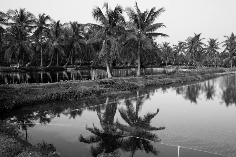 A fish farm that drains wastewater into Kolleru Lake in West Godavari district, Andhra Pradesh